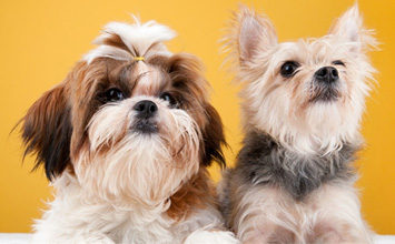 一年卖出3000万件宠物玩具！这个亚马逊供应商要上创业板